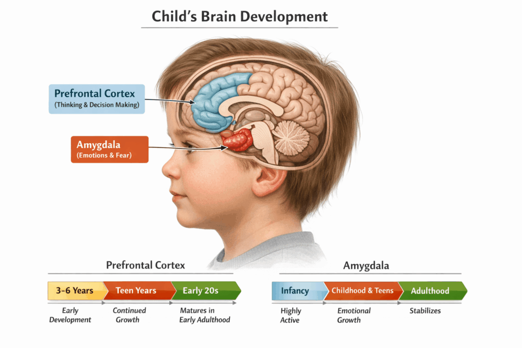 A simple diagram of a child's brain highlighting the amygdala and prefrontal cortex, with age ranges showing development stages